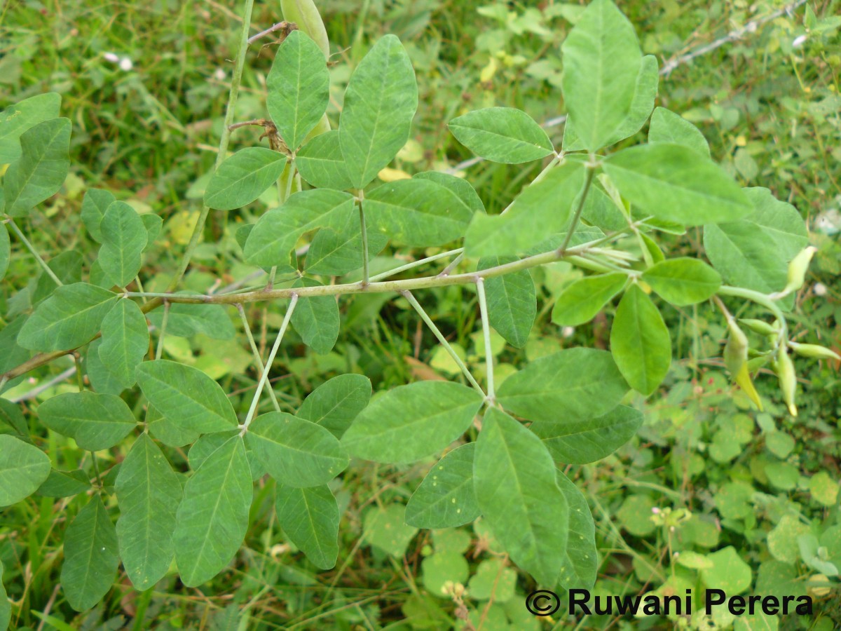 Crotalaria laburnifolia L.